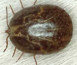 Amblyomma_cajennense