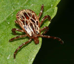 Amblyomma_maculatum