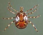 Amblyomma_variegatum