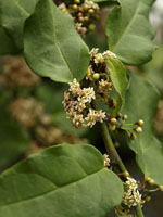 Amborella_trichopoda