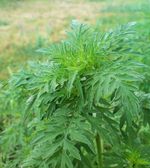 Ambrosia_artemisiifolia