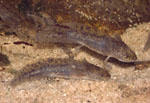 Ambystoma_mexicanum