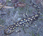 Ambystoma_tigrinum_tigrinum