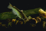 Ameiurus_nebulosus