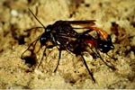 Ammophila_sp__IRT_2002