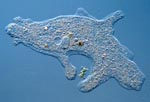 Amoeba_proteus