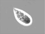 Amoebidium_parasiticum