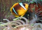 Amphiprion_bicinctus