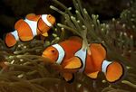 Amphiprion_ocellaris