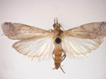 Amyelois_transitella