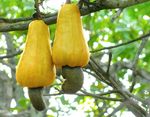 Anacardium_occidentale