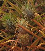 Ananas_comosus