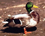 Anas_platyrhynchos_breed_mallard