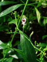 Andrographis_paniculata