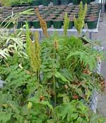 Anemia_phyllitidis