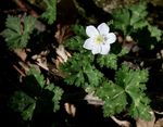 Anemone_flaccida