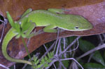 Anolis_carolinensis