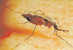 Anopheles_farauti