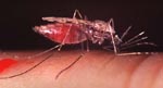 Anopheles_gambiae_str__Pimperena_S