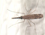 Anopheles_sinensis