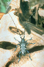 Anoplophora_glabripennis