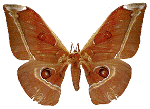 Antheraea_assama