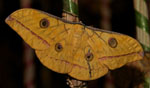 Antheraea_mylitta