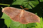 Antheraea_yamamai