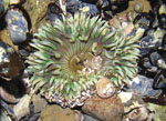 Anthopleura_elegantissima