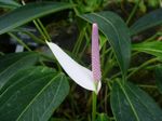 Anthurium_amnicola