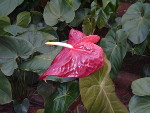 Anthurium_andraeanum