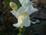 Antirrhinum_majus