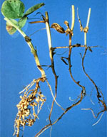 Aphanomyces_euteiches