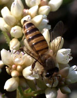 Apis_cerana
