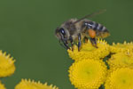 Apis_mellifera