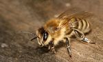 Apis_mellifera_carnica