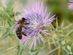 Apis_mellifera_intermissa