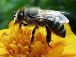 Apis_mellifera_str__DH4