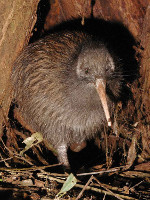 Apteryx_australis_mantelli