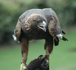 Aquila_chrysaetos_canadensis