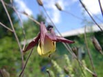 Aquilegia