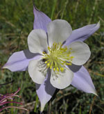 Aquilegia_coerulea