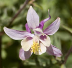 Aquilegia_formosa_x_Aquilegia_pubescens