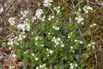 Arabidopsis_halleri