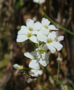 Arabidopsis_halleri_subsp__gemmifera