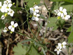 Arabidopsis_lyrata