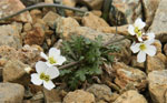 Arabidopsis_lyrata_subsp__petraea