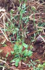 Arabidopsis_thaliana_ecotype_Bur_0