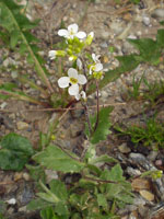 Arabis_alpina