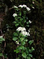 Arabis_nordmanniana